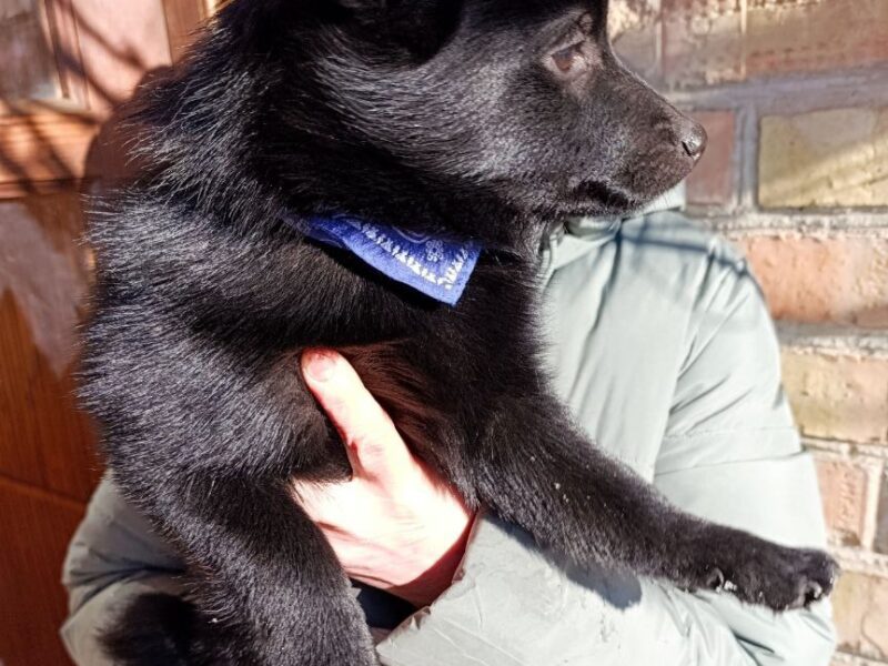Schipperke - gentle puppy female