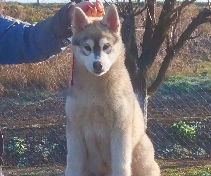 Siberian Husky