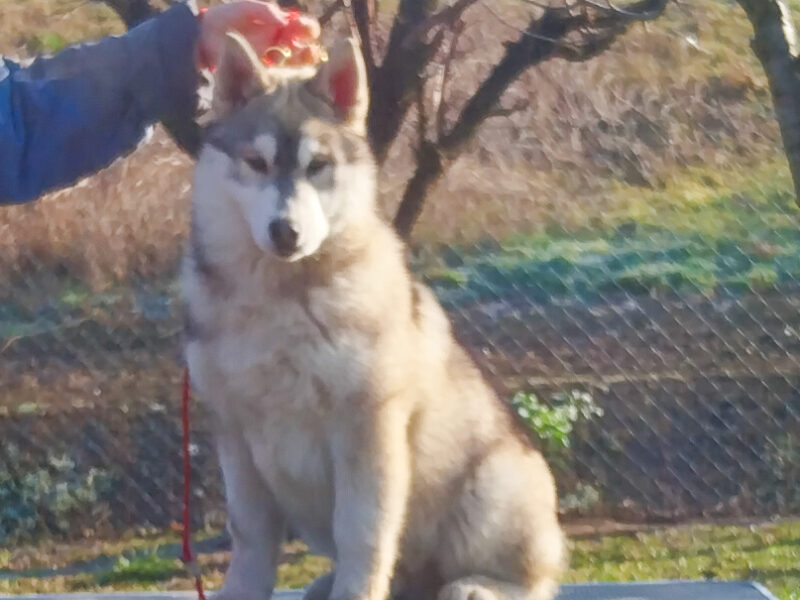 Siberian Husky