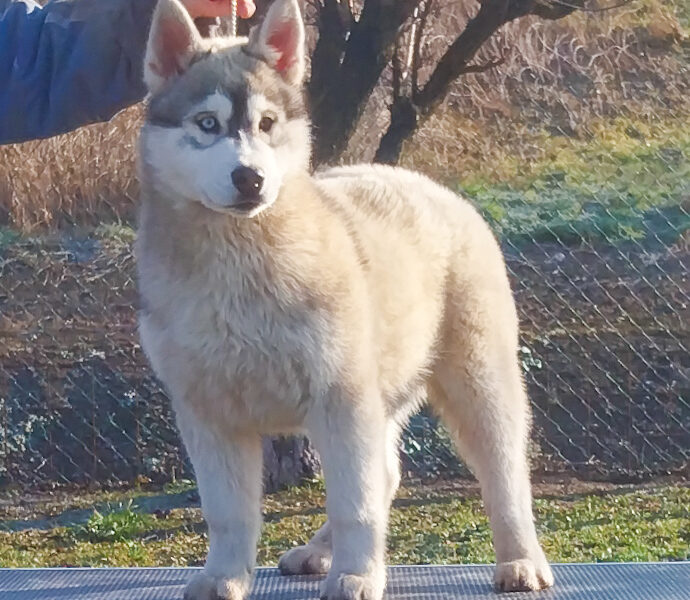 Siberian Husky