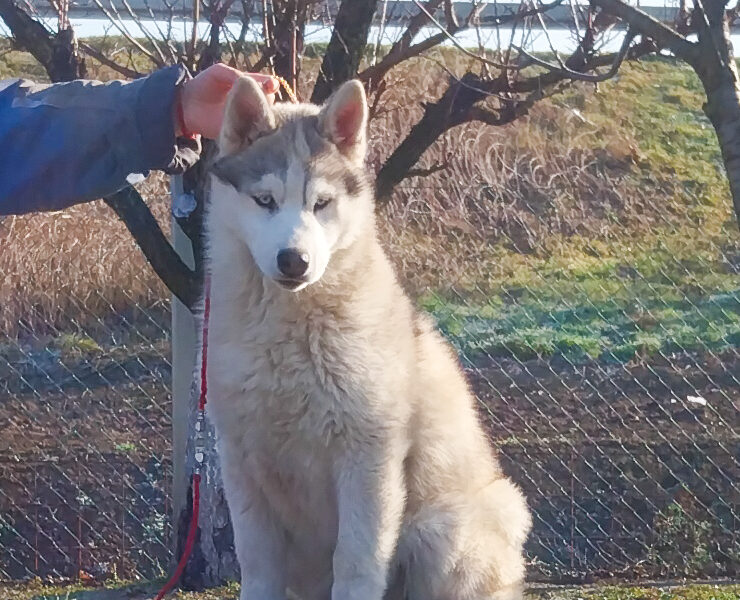 Siberian Husky