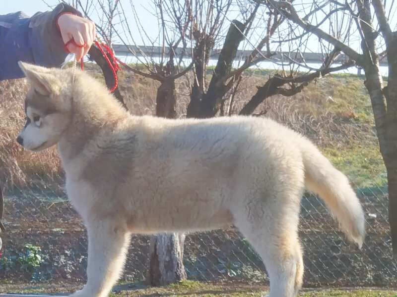 Siberian Husky
