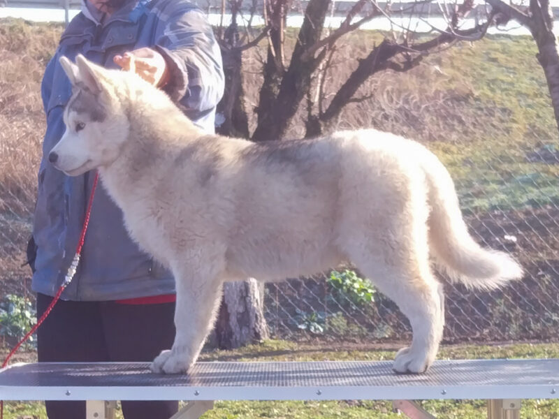 Siberian Husky