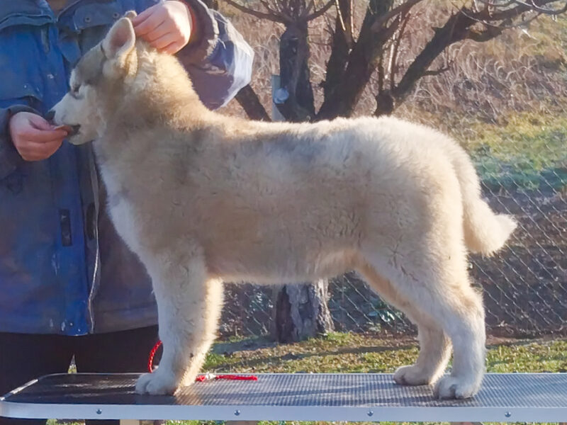 Siberian Husky
