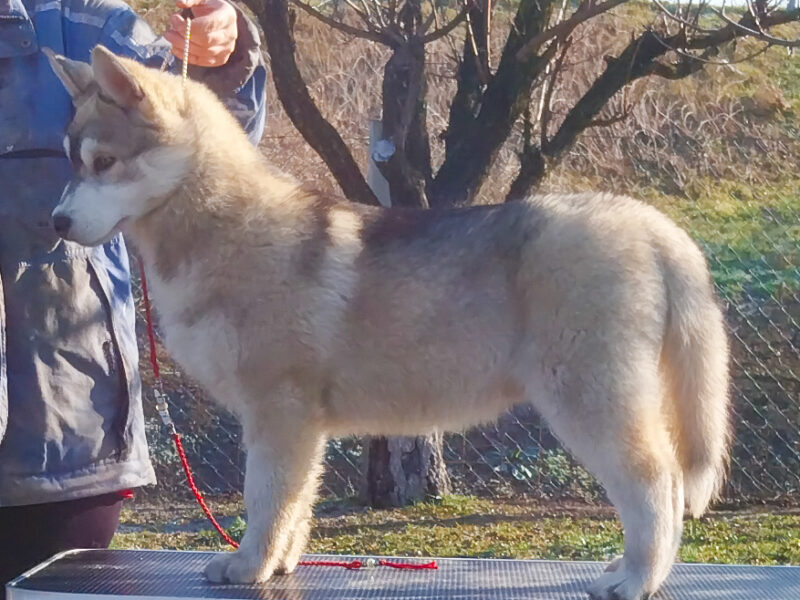 Siberian Husky