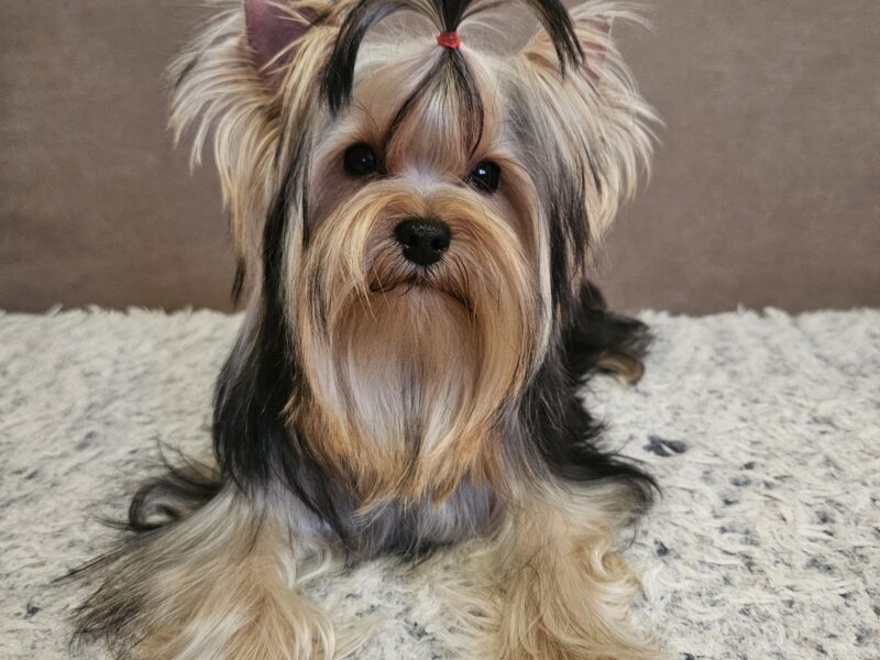 Yorkshire terrier, female