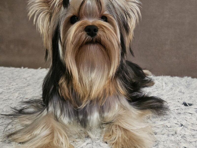 Yorkshire terrier, female