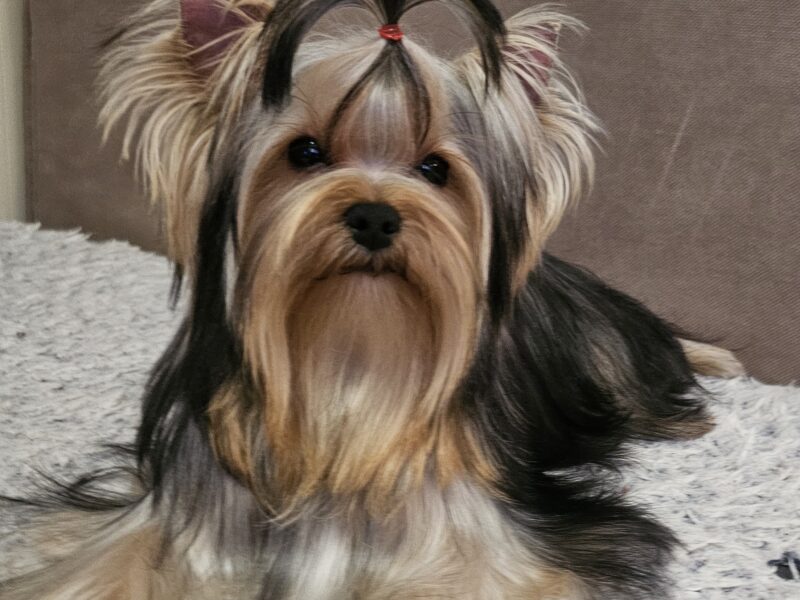 Yorkshire terrier, female