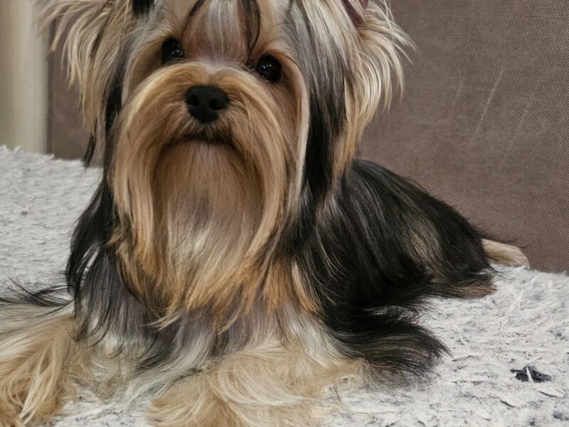 Yorkshire terrier, female