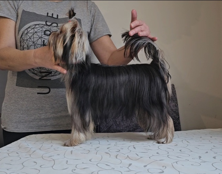 Yorkshire terrier, female