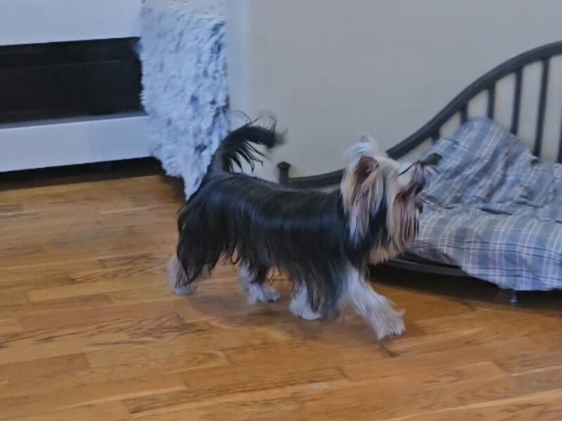 Yorkshire terrier, female