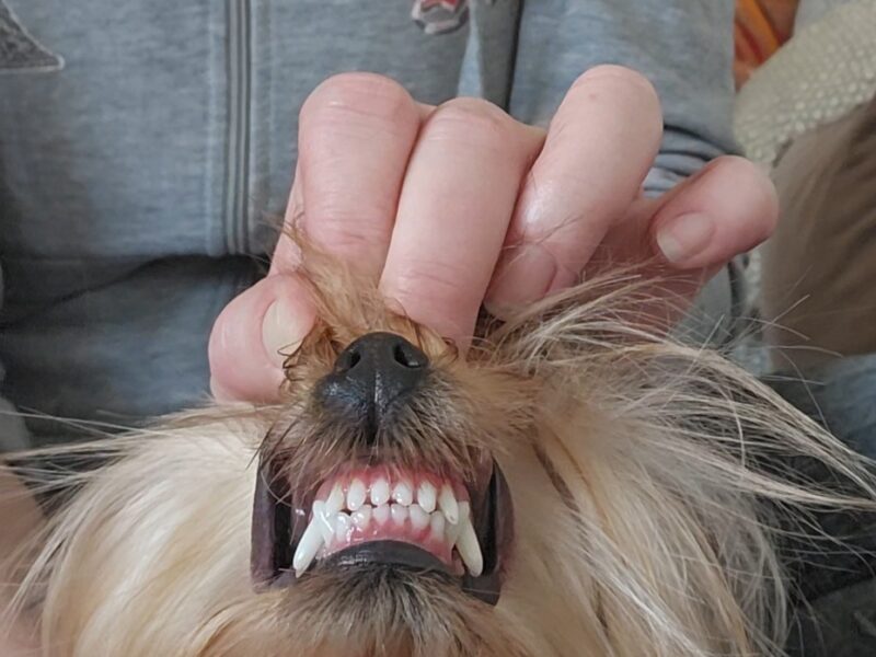 Yorkshire terrier, female