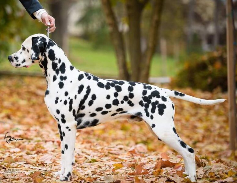 Dalmatian dog puppies of superior origin