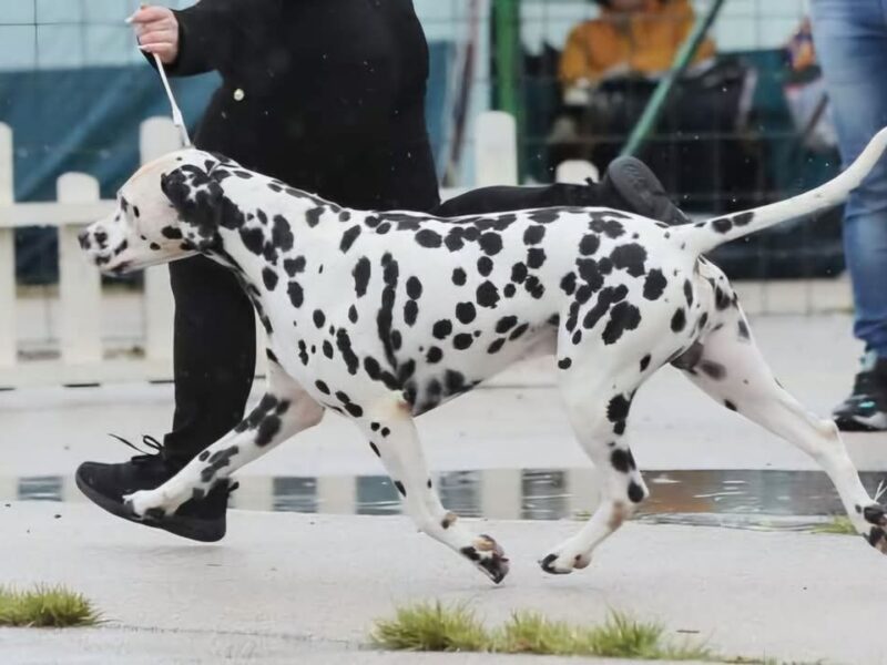 Dalmatian dog puppies of superior origin