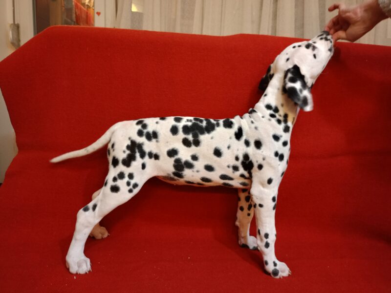 Dalmatian dog puppies of superior origin