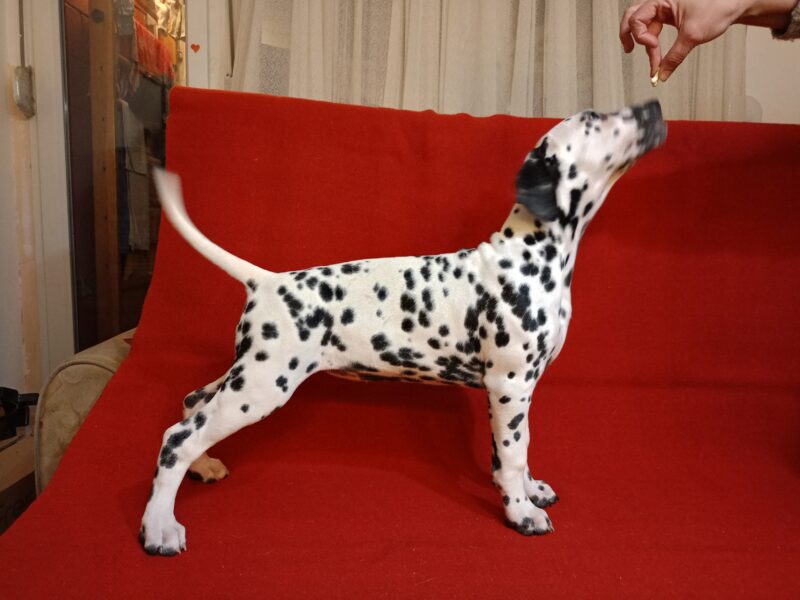 Dalmatian dog puppies of superior origin