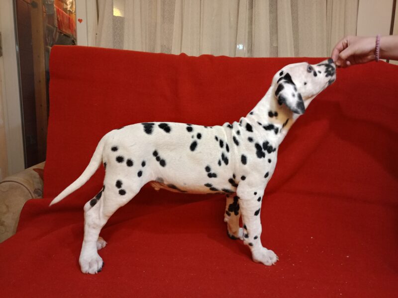 Dalmatian dog puppies of superior origin