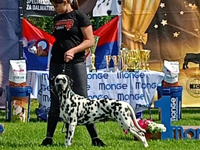 Dalmatian dog puppies of superior origin