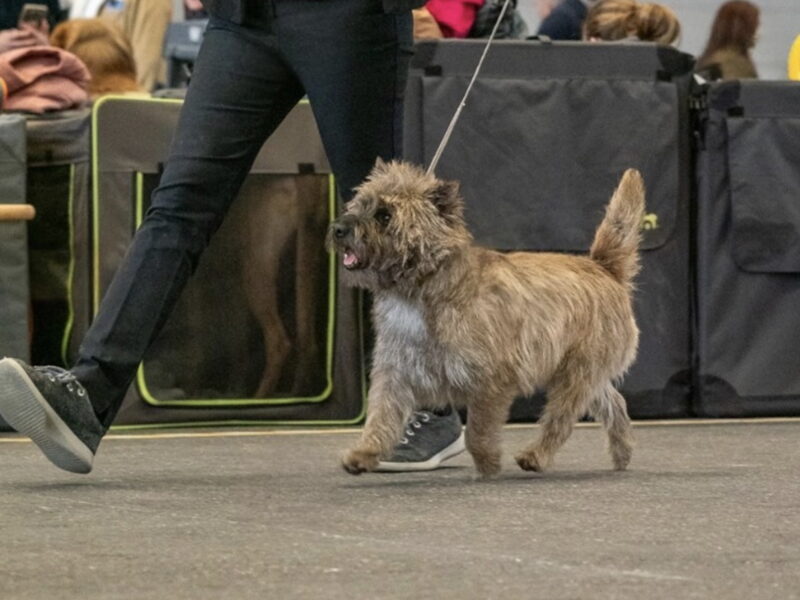 Proven Pure Breed Cairn Terrier for Stud