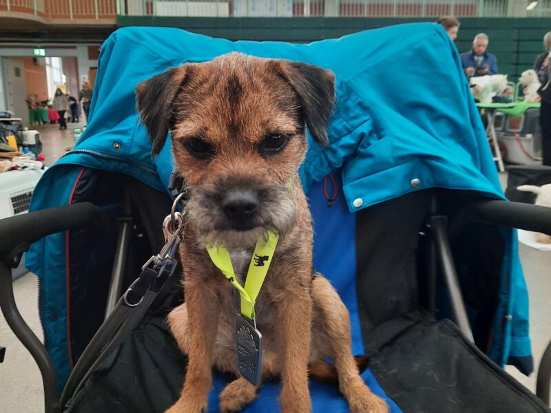 Border Terrier: Deutscher Champion VDH, Dt. Champion KfT, Belgischer Champion - Deckrüde kein Verkauf