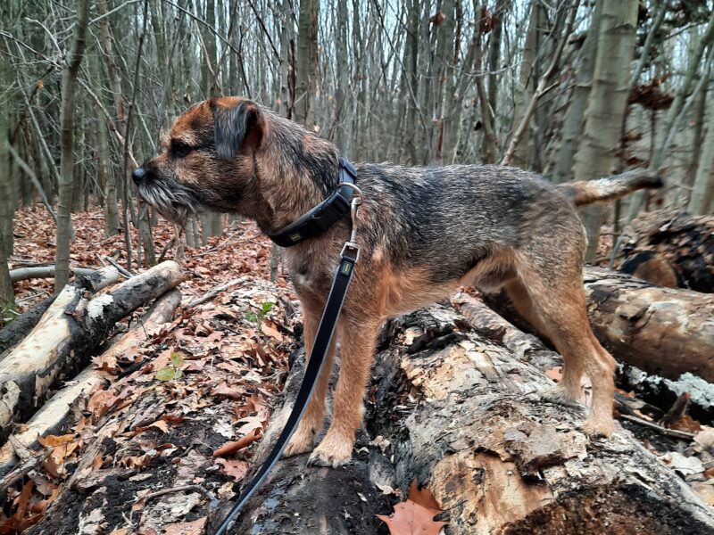 Border Terrier: Deutscher Champion VDH, Dt. Champion KfT, Belgischer Champion - Deckrüde kein Verkauf