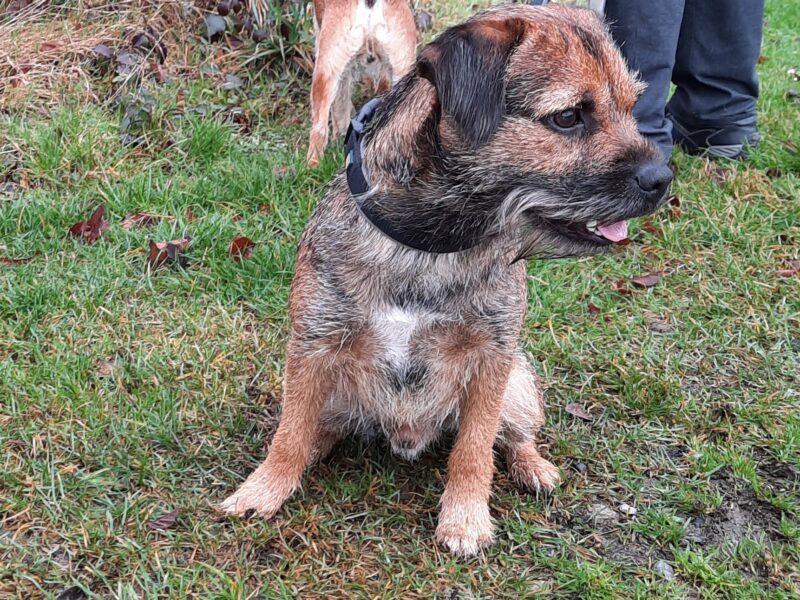 Border Terrier: Deutscher Champion VDH, Dt. Champion KfT, Belgischer Champion - Deckrüde kein Verkauf