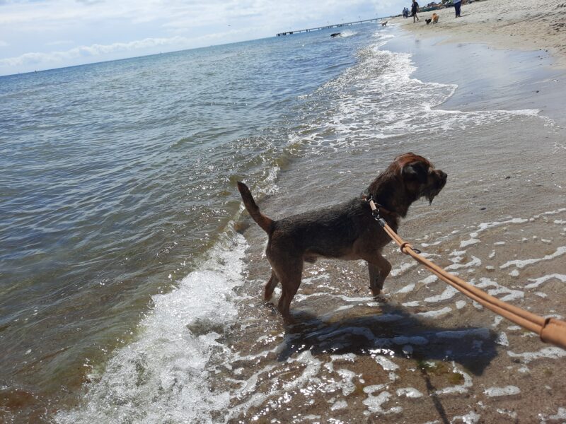 Border Terrier: Deutscher Champion VDH, Dt. Champion KfT, Belgischer Champion - Deckrüde kein Verkauf