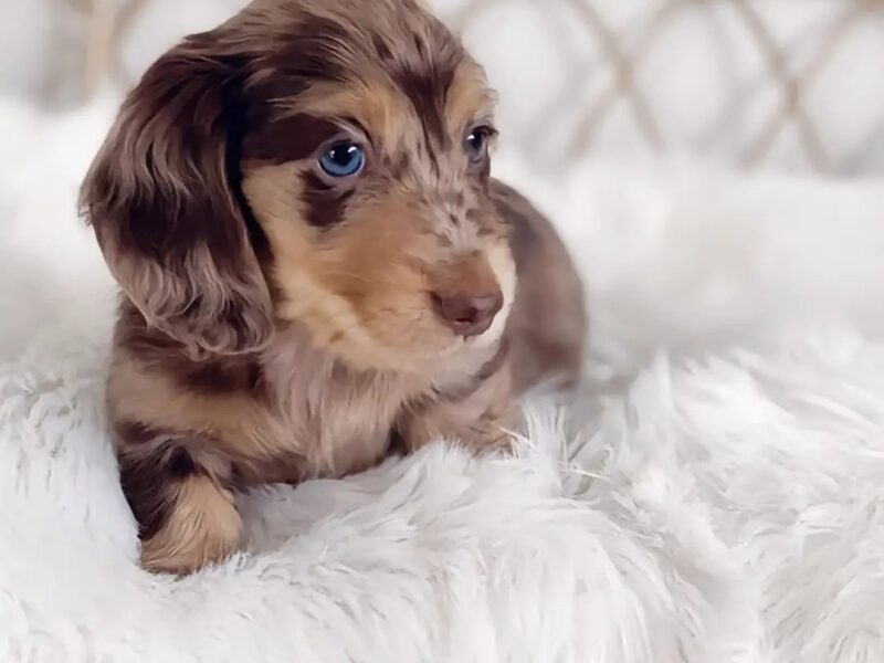Dachshund Puppy For Sale