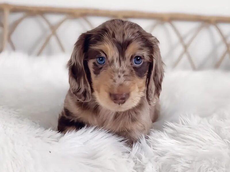Dachshund Puppy For Sale