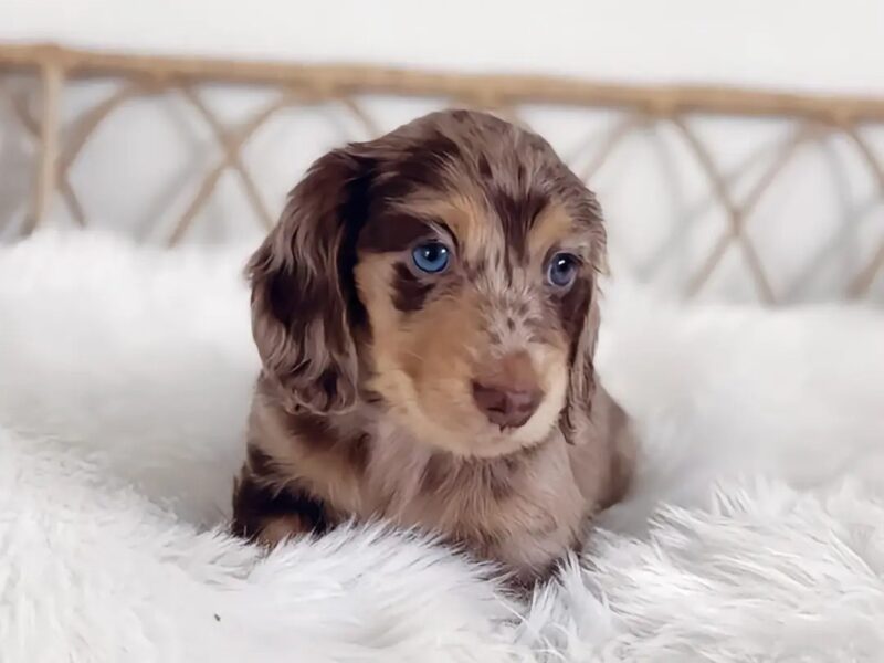 Dachshund Puppy For Sale