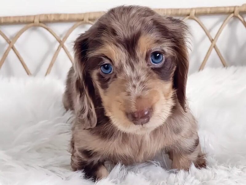 Dachshund Puppy For Sale
