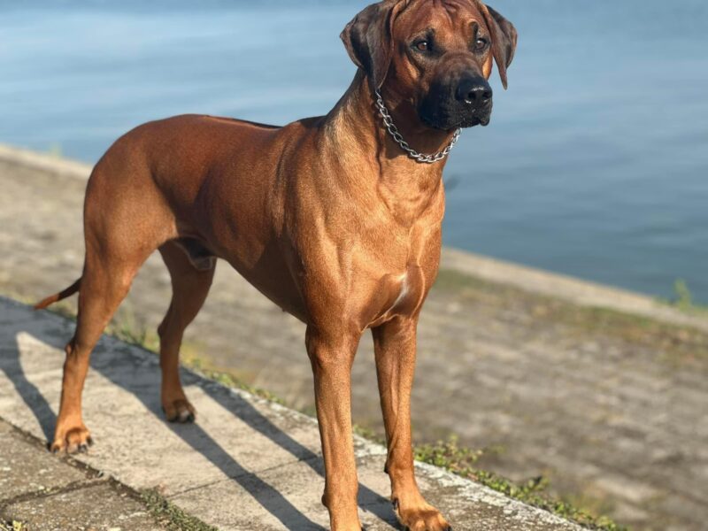 RHODESIAN RIDGEBACK Multi Champion,International Champion