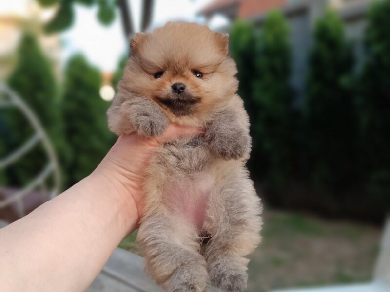 Pomeranian top female