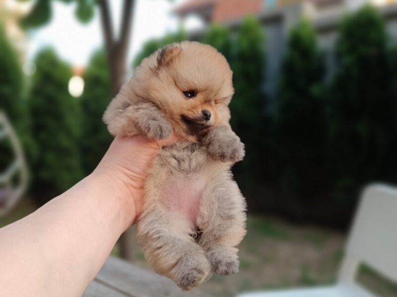 Pomeranian top female