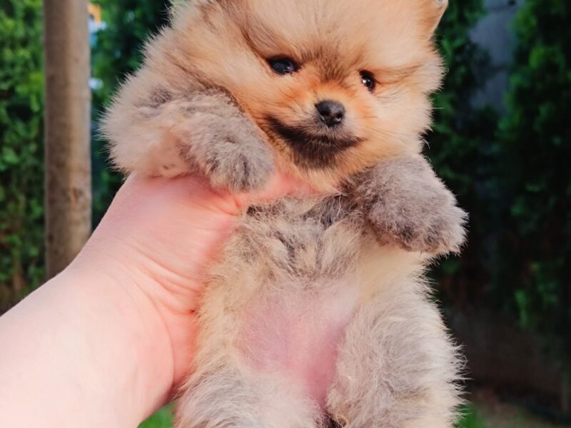 Pomeranian top female
