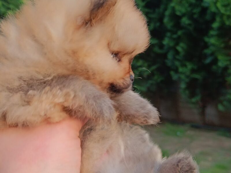 Pomeranian top female