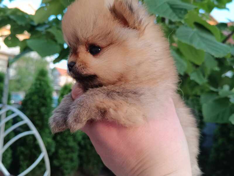 Pomeranian top female