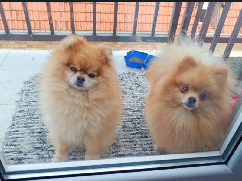 Pomeranian top female