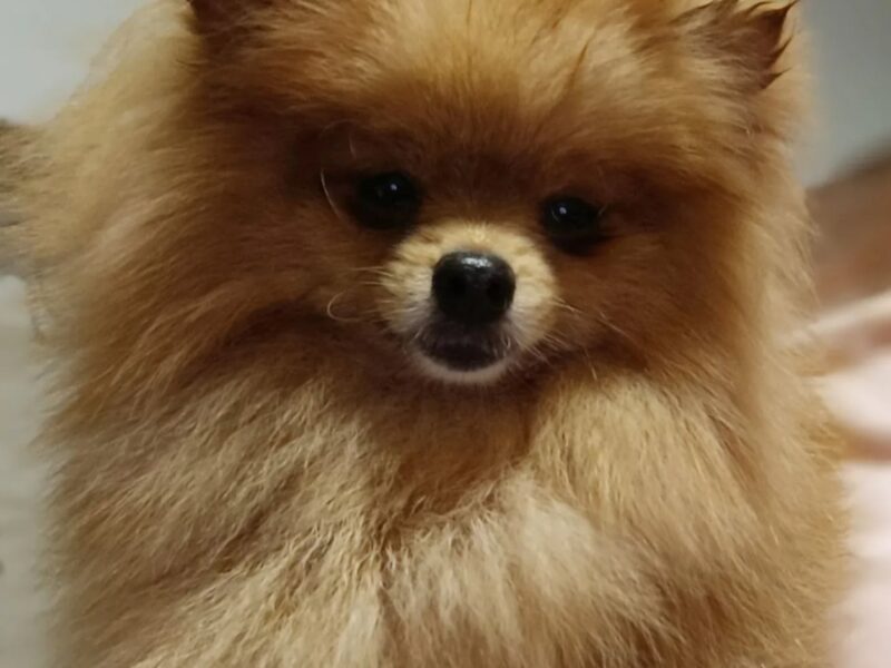 Pomeranian top female