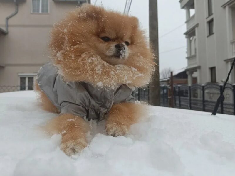 Pomeranian top female