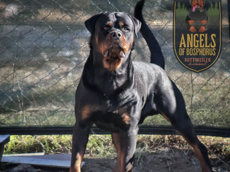 Rottweiler TURKEY AND MONTENEGRO GRAND CHAMPION