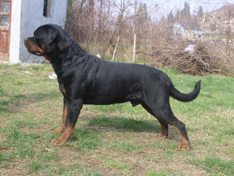 Rottweiler TURKEY AND MONTENEGRO GRAND CHAMPION