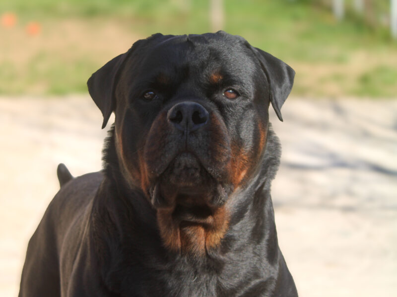 Rottweiler TURKEY AND MONTENEGRO GRAND CHAMPION