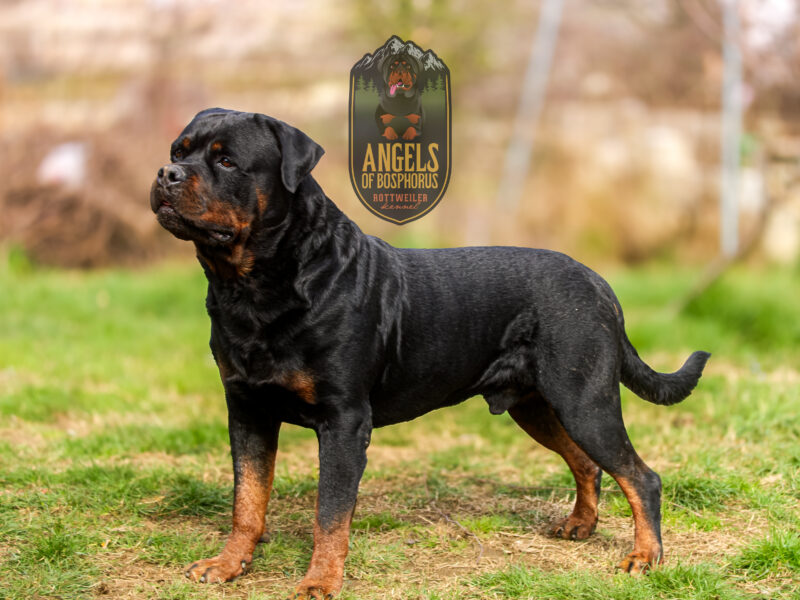 Rottweiler TURKEY AND MONTENEGRO GRAND CHAMPION