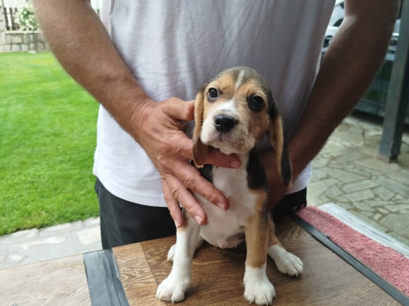 Beagle Puppies
