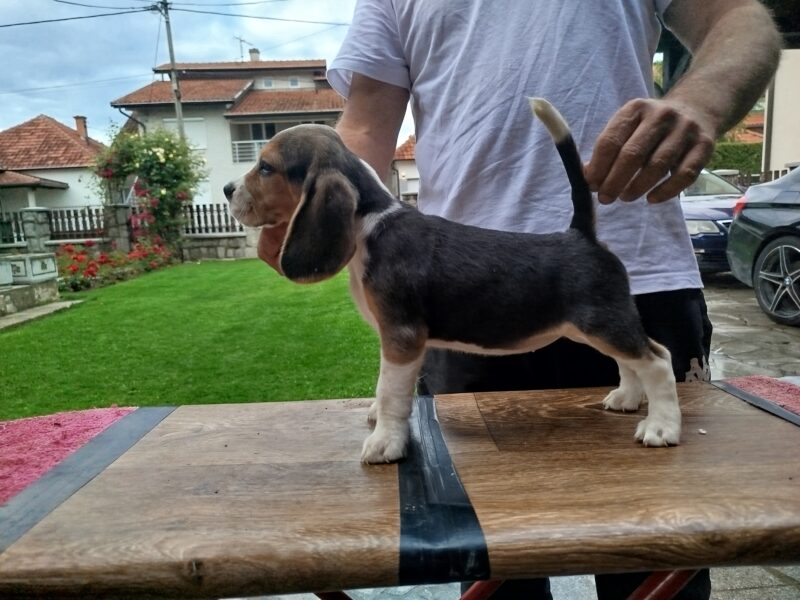 Beagle Puppies