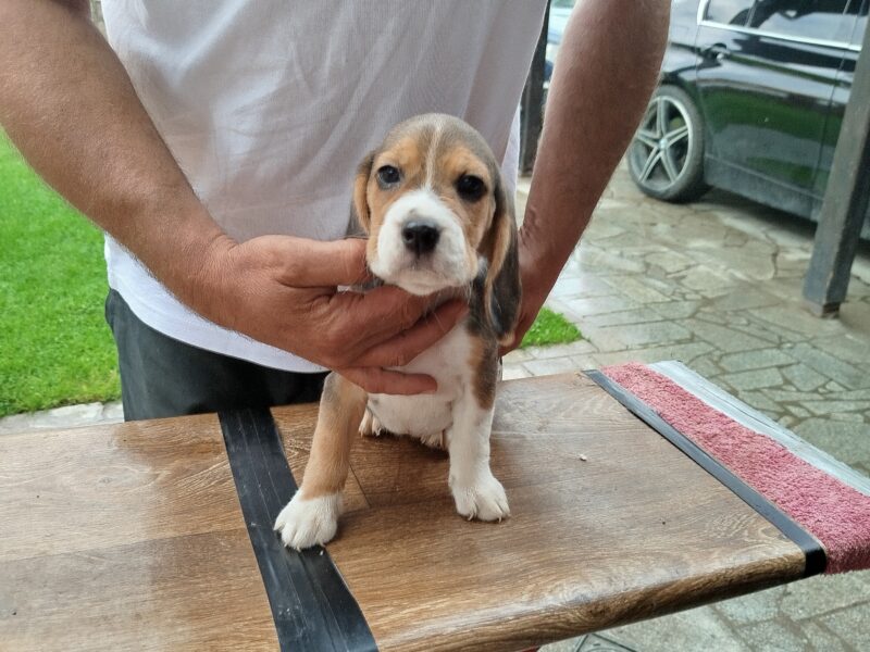 Beagle Puppies