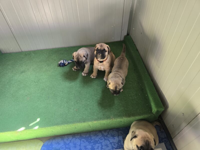Bullmastiff Puppies