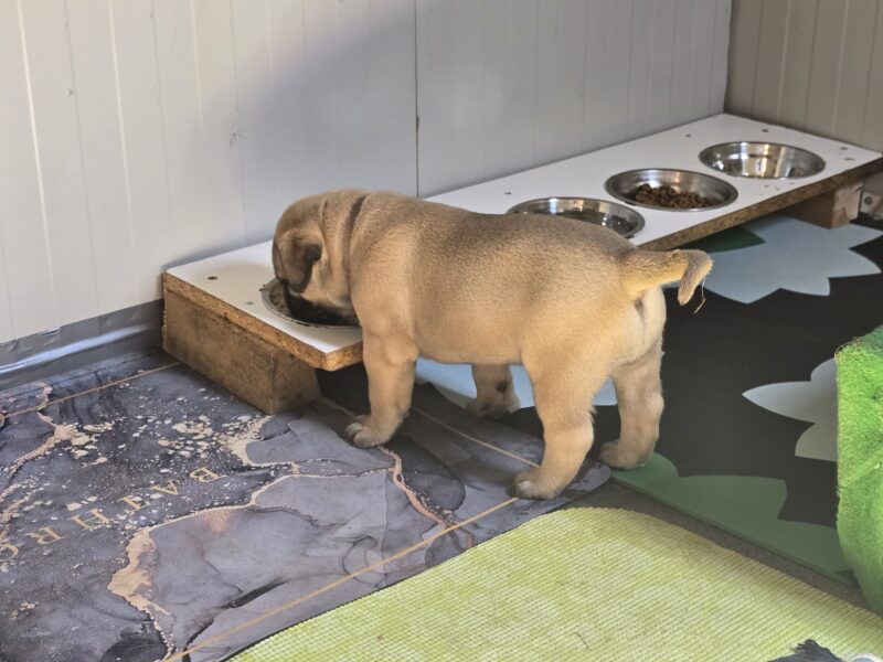 Bullmastiff Puppies