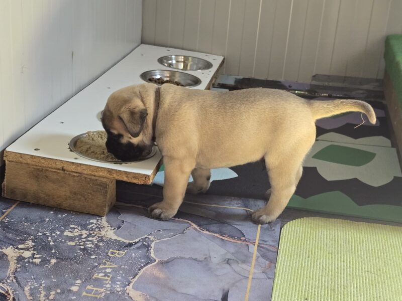 Bullmastiff Puppies
